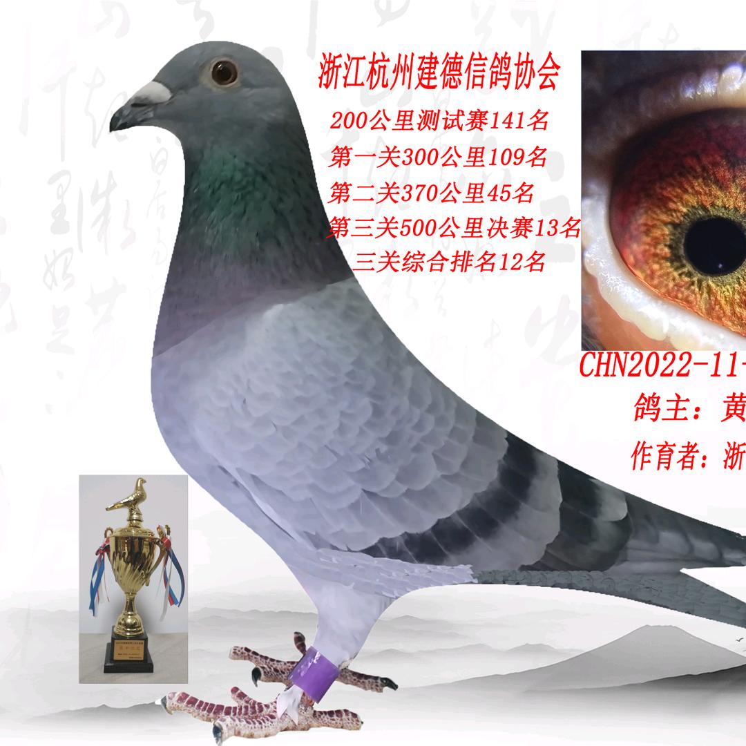 浙江姚氏鸽舍小姚