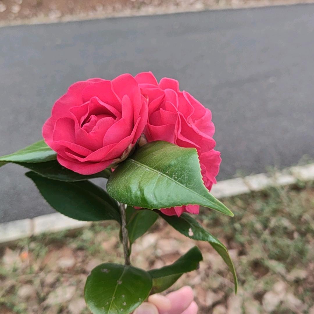 有钱花