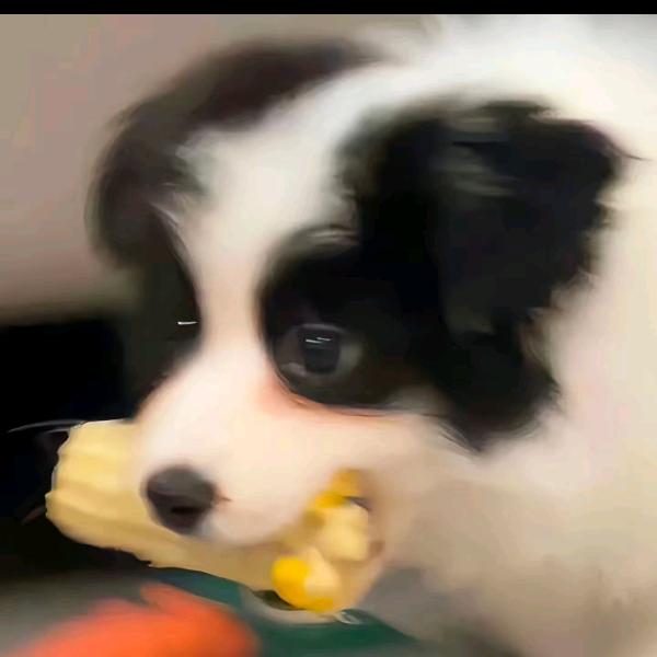 伤心的黑色大鼻嘎