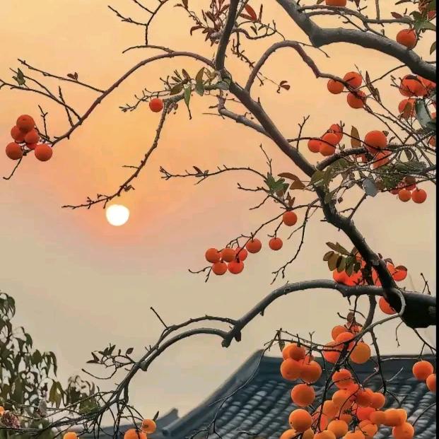 梦缘