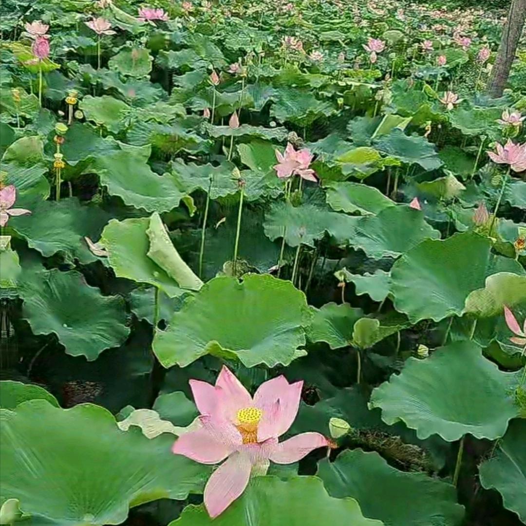 陈姐姐