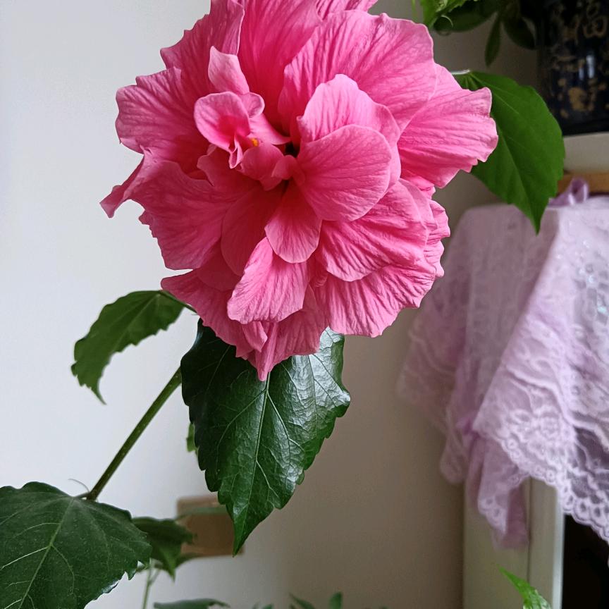杜娟花