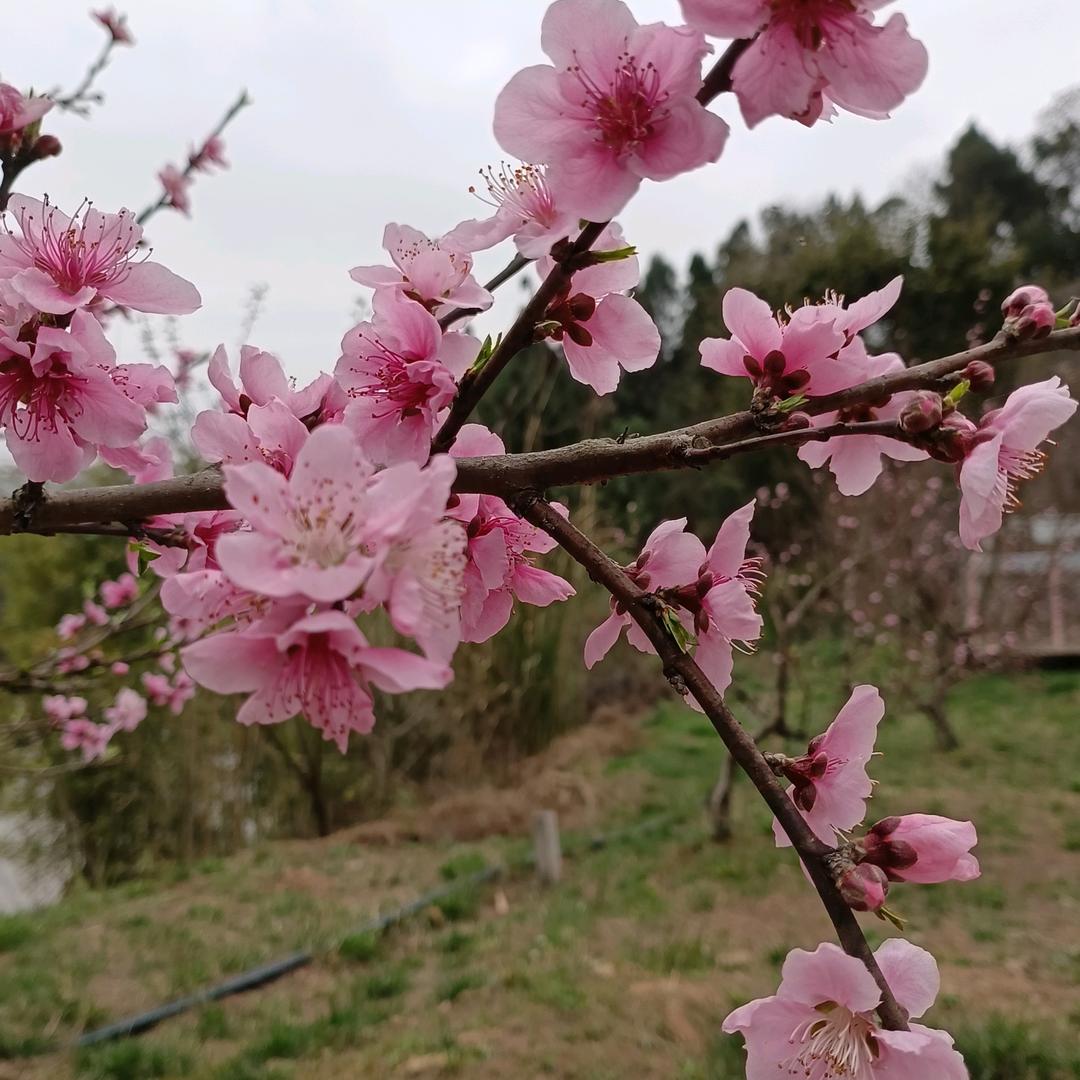 琴弦微凉