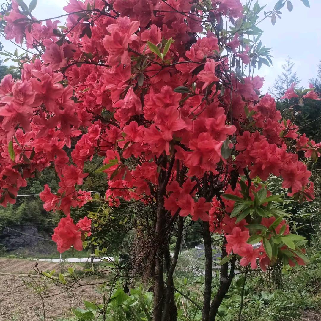 农村哥