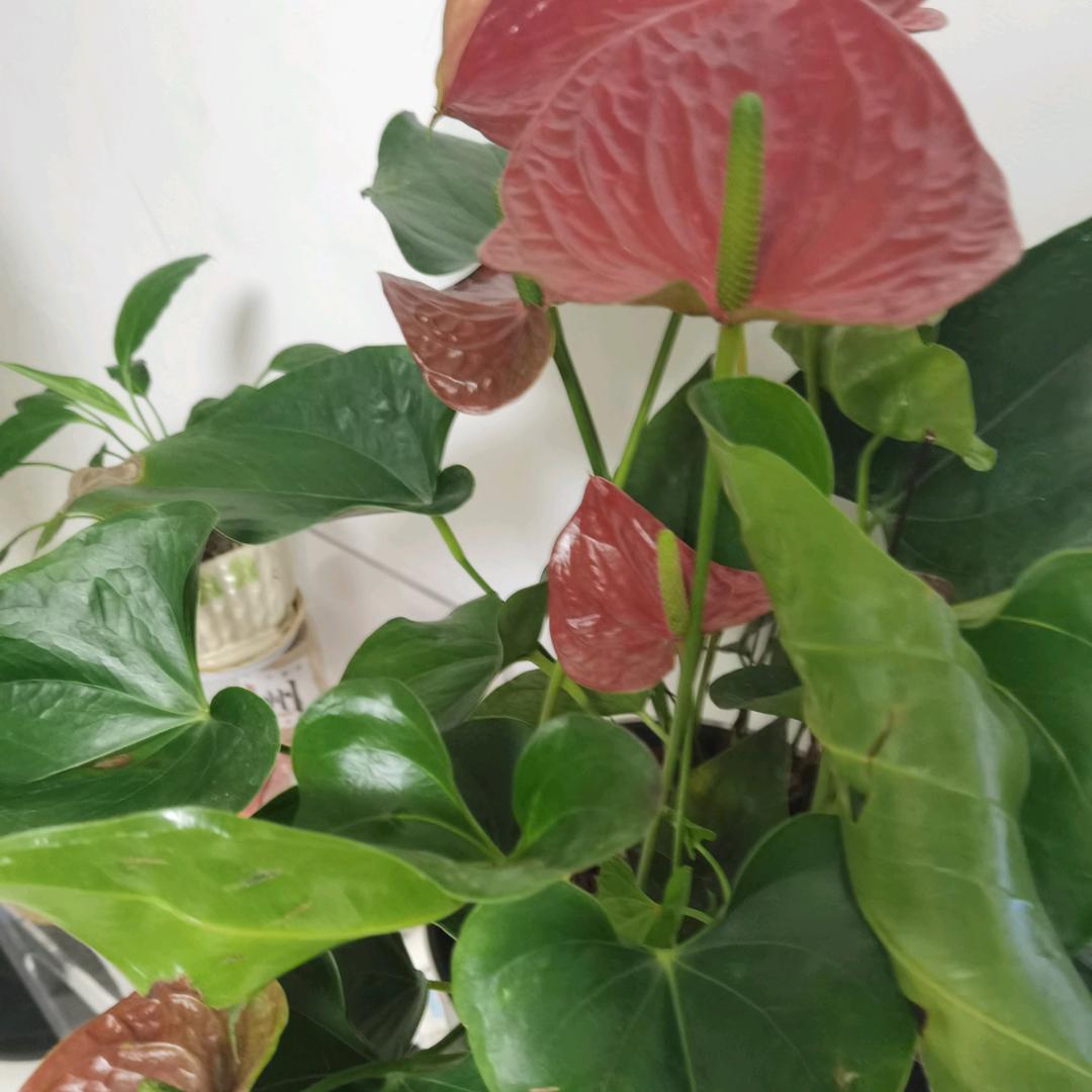 花开花落世家