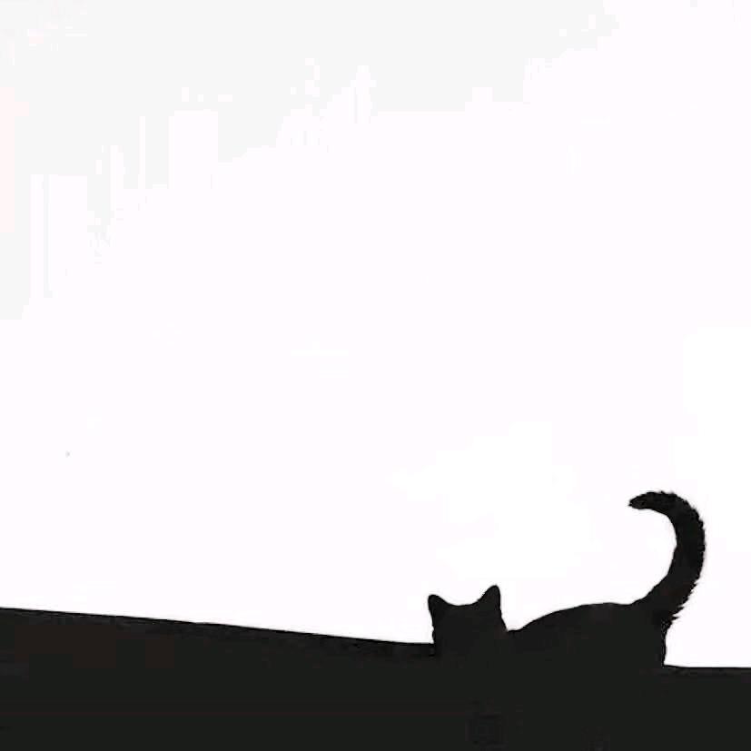 总有不怕死的