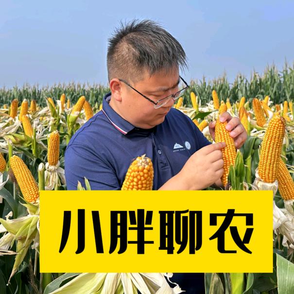 小胖聊农