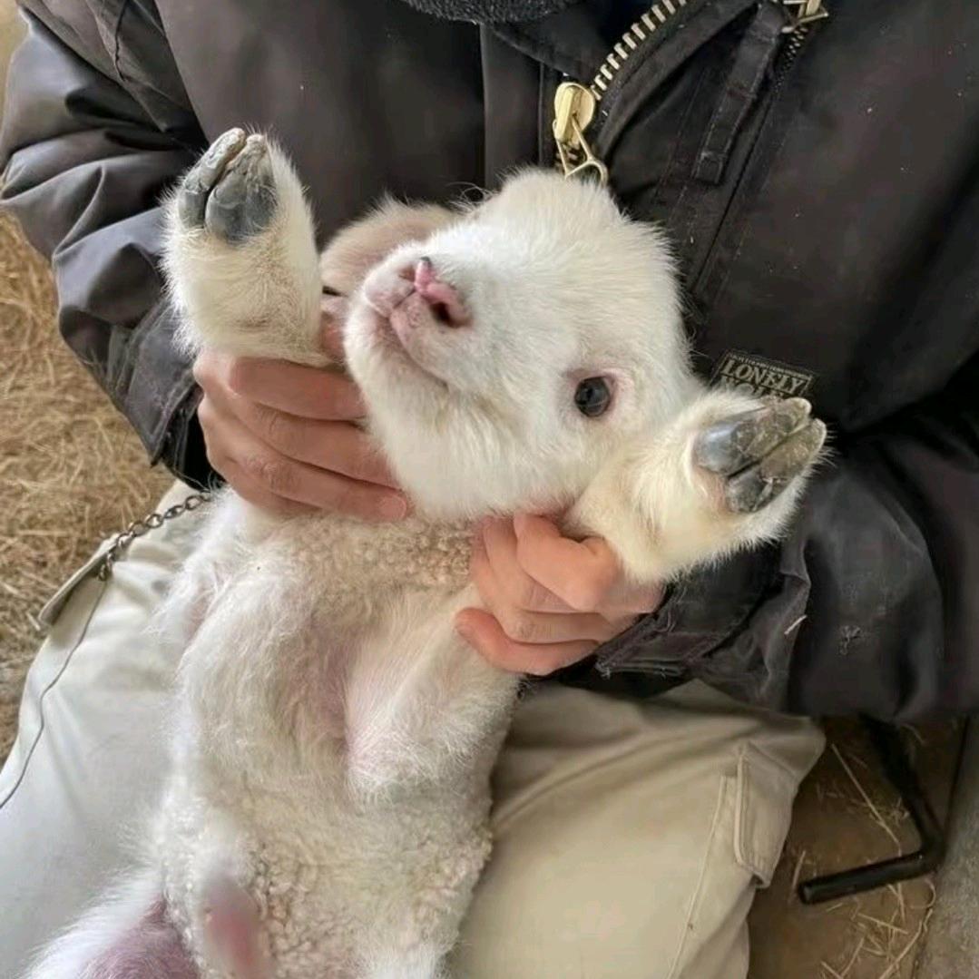 阿豪精选