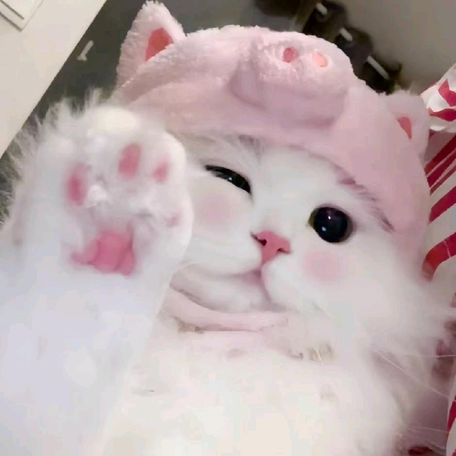招财喵の猫😻（新号）