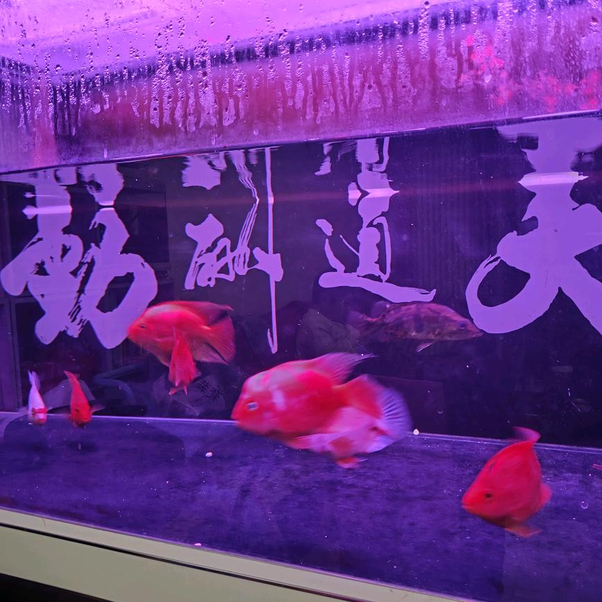 饭团 豆丁