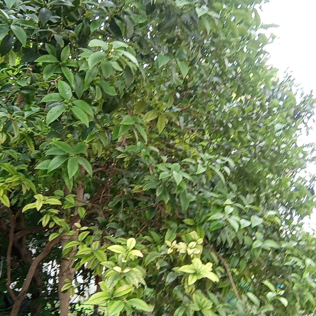 燕（拒私聊）