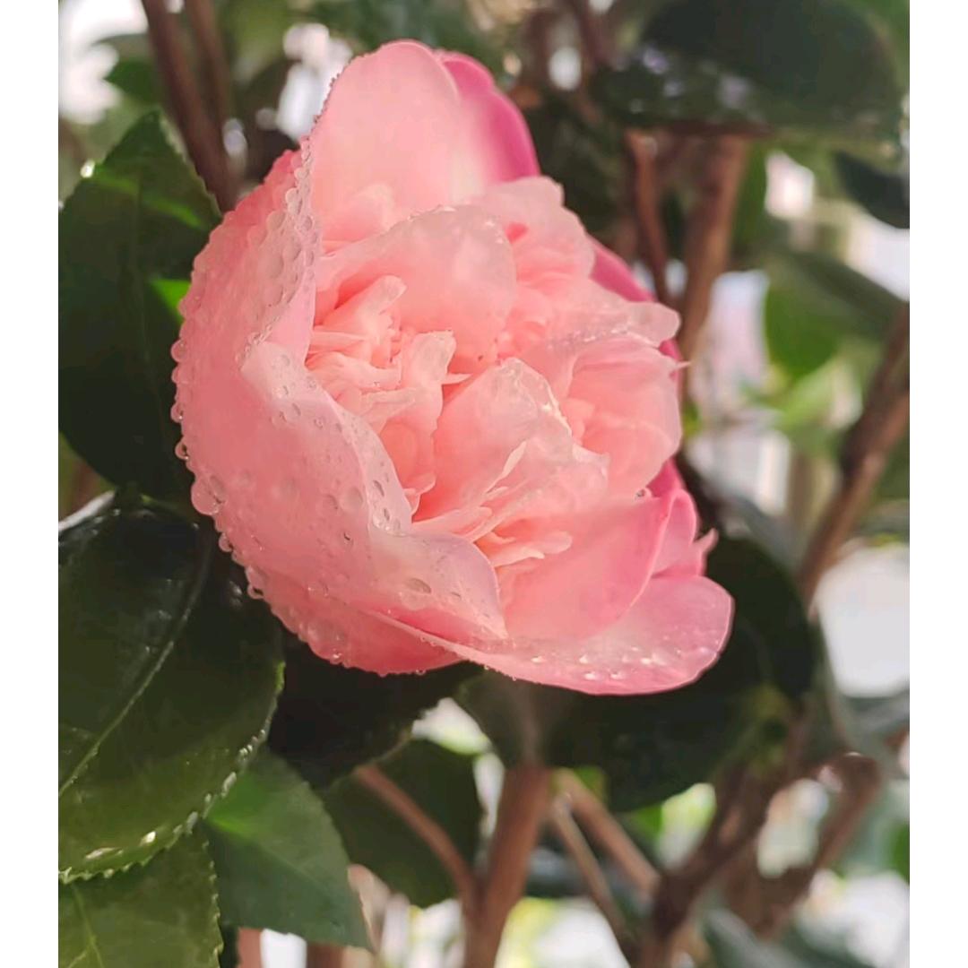 管延英