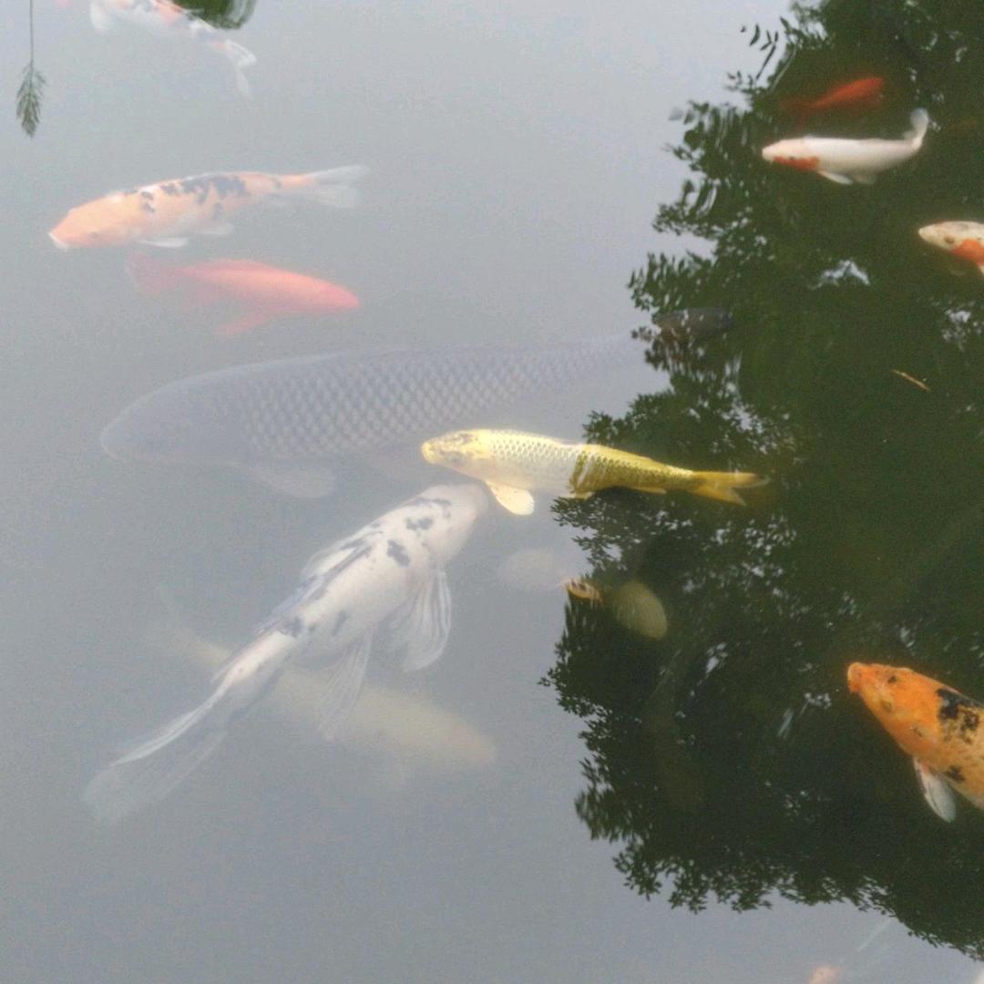 玫瑰花