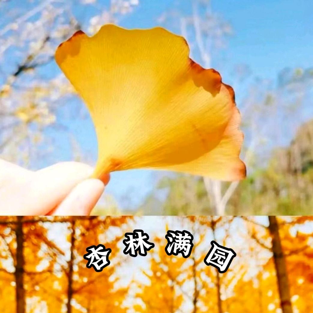 杏林满园