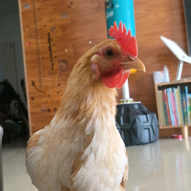 然小爷