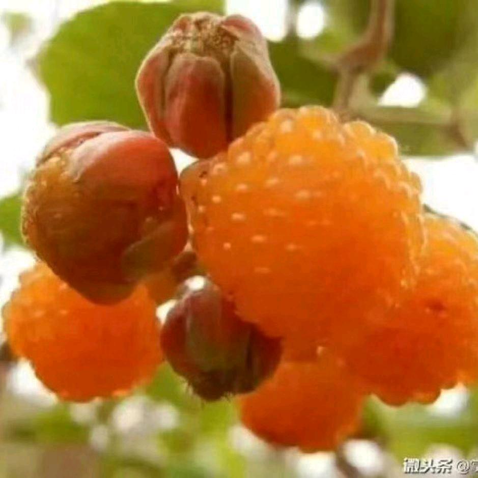 没人要