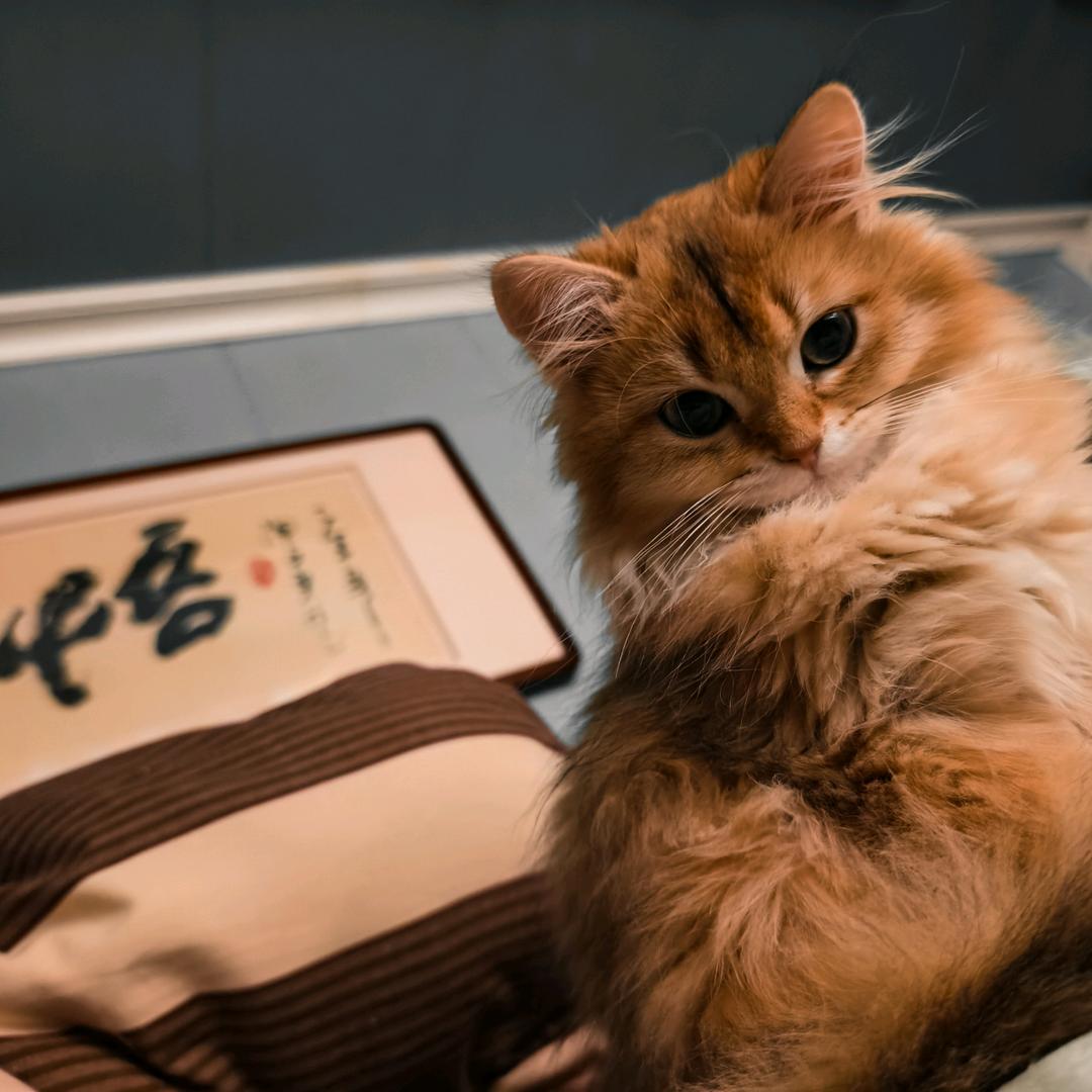 猫火火