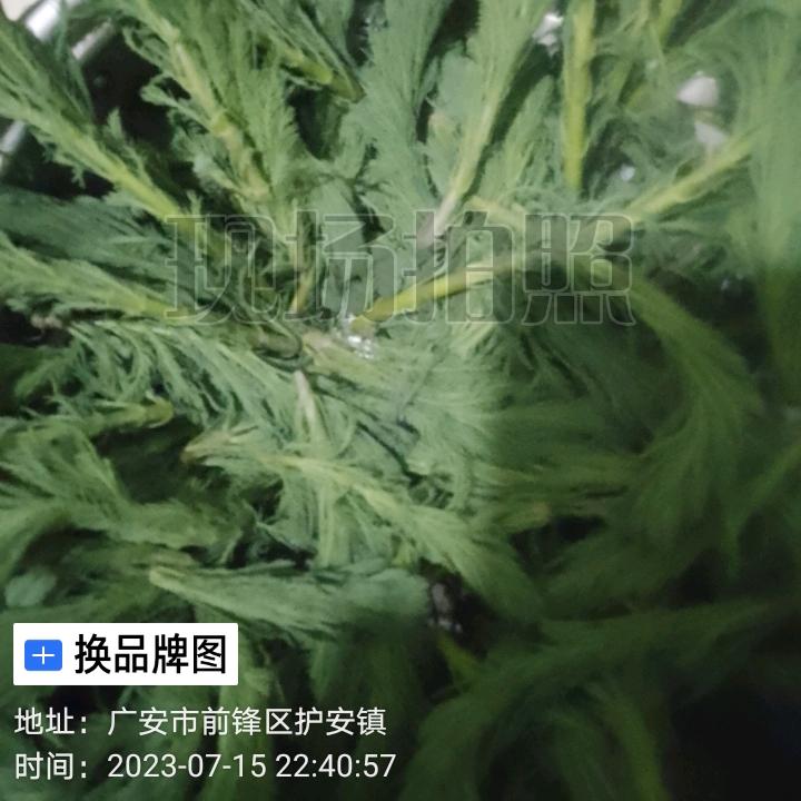 沉默是金