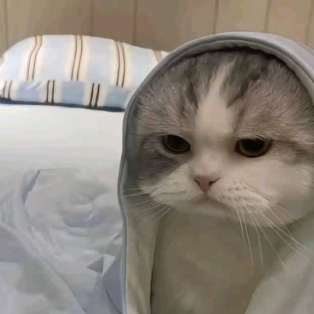萧诧