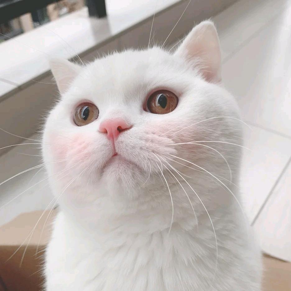 雪莲正能量