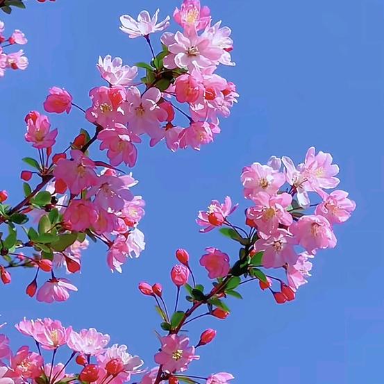 三姐妹小菜园