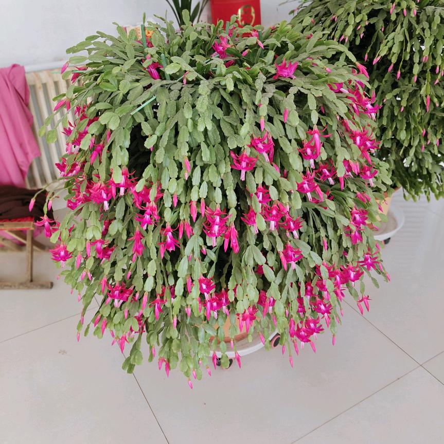 春暖花开