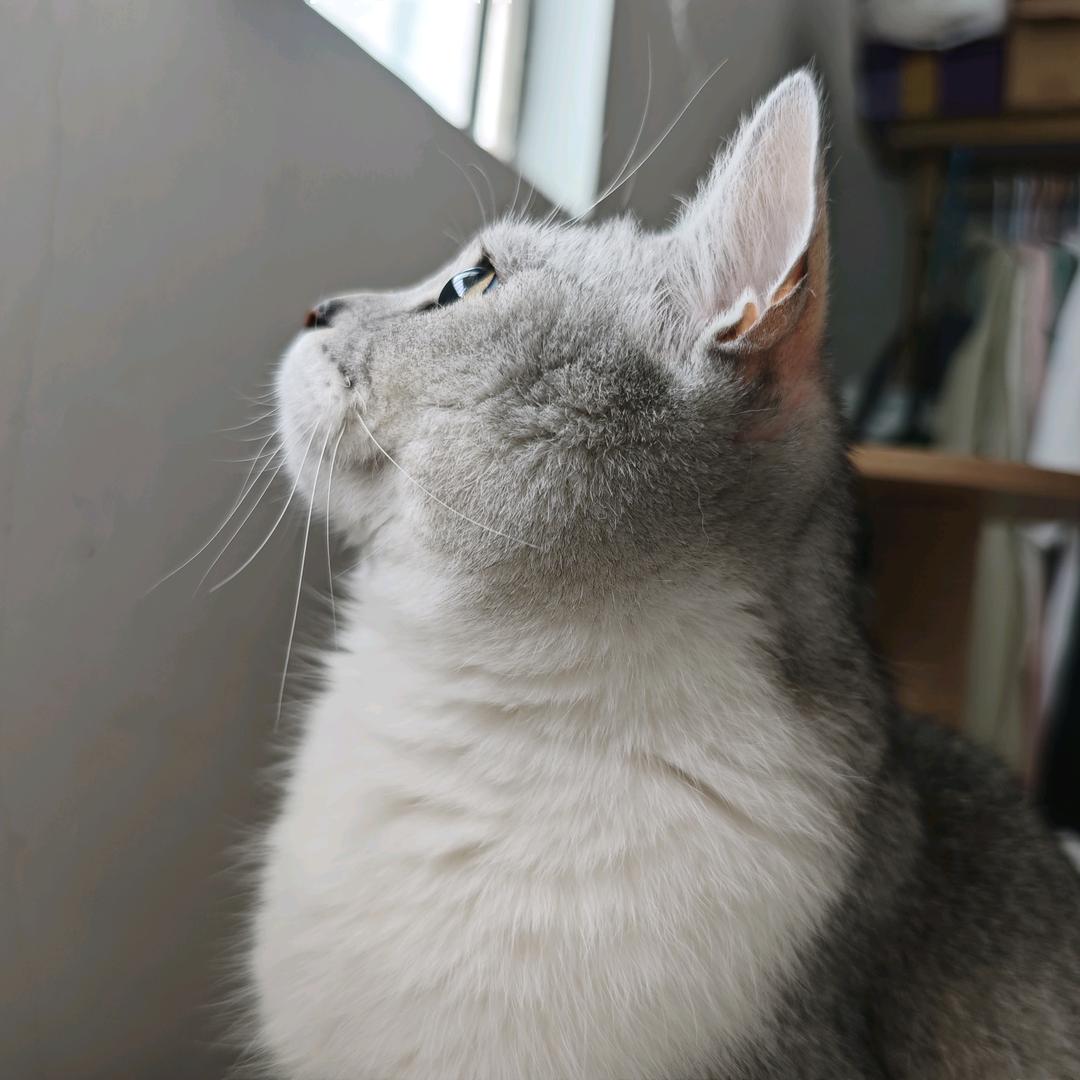 福宝猫猫