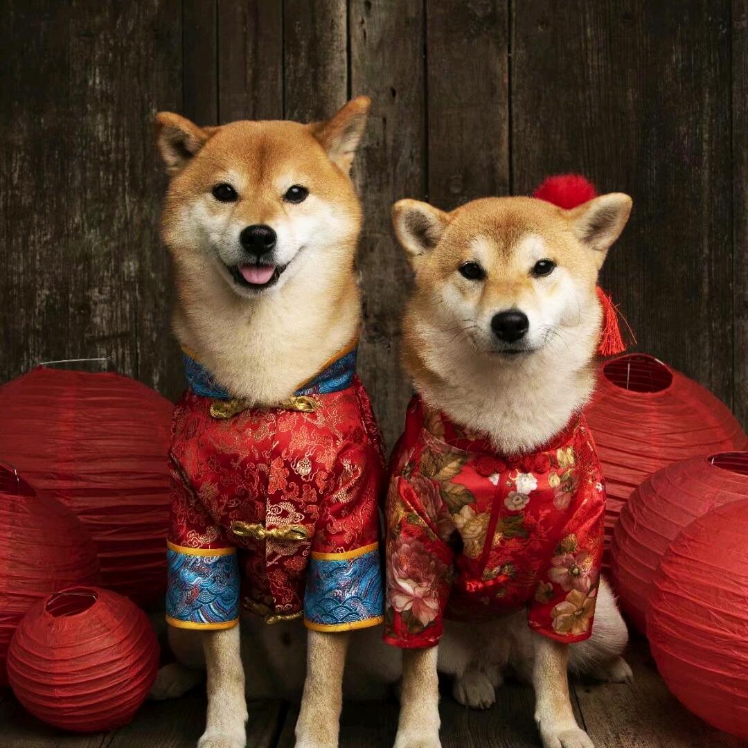 吉光家有个话唠叫胖胖