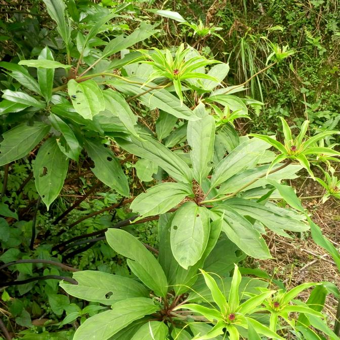 高山老农民