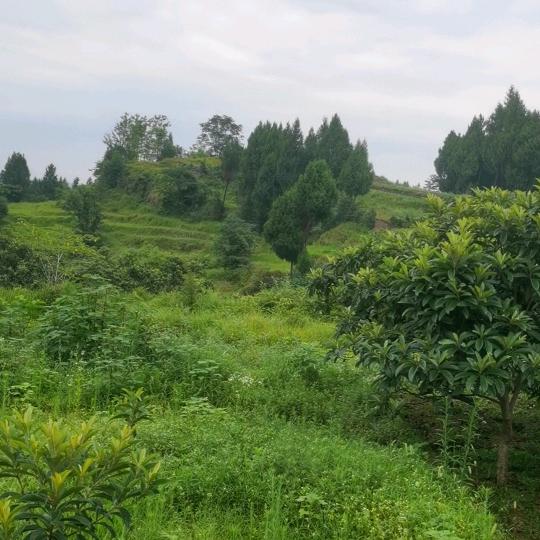 余生只有你
