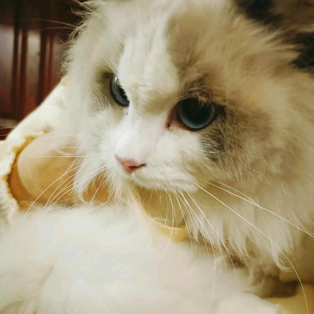 装木糠的老苍