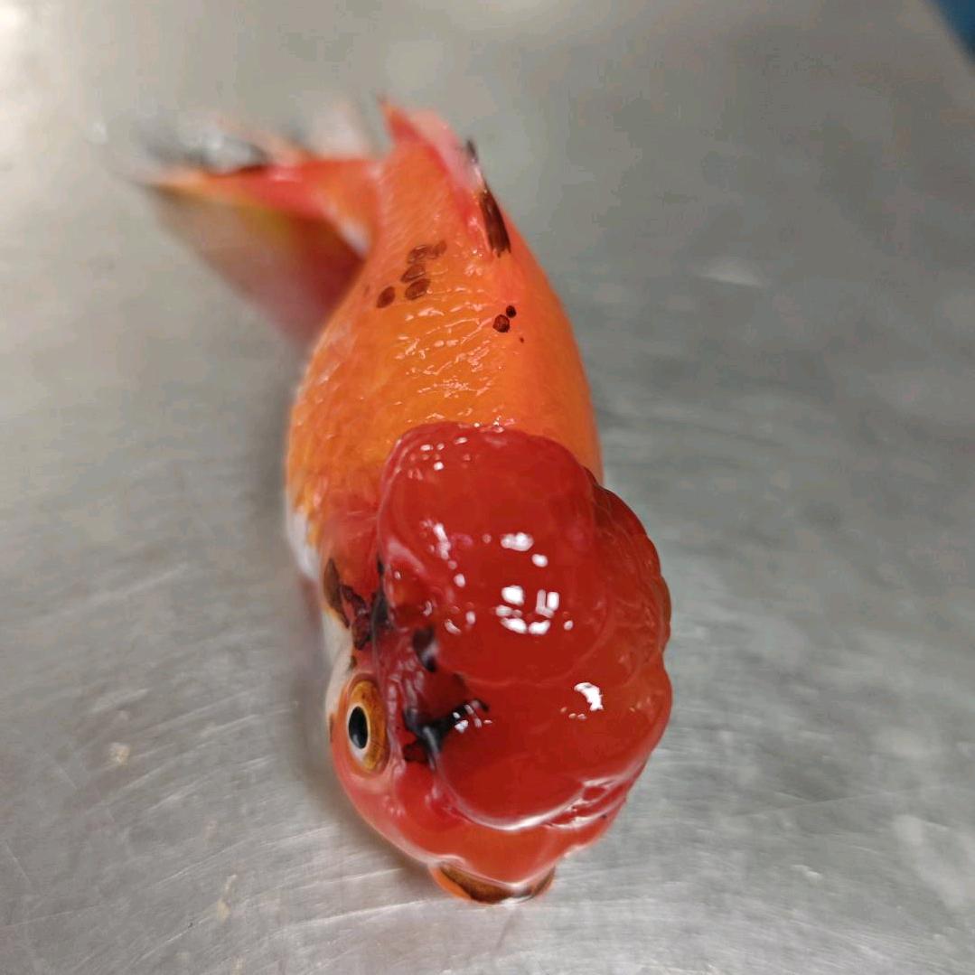 离殇