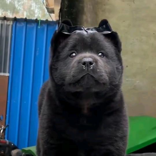 五黑犬舍（买🐶丝聊）