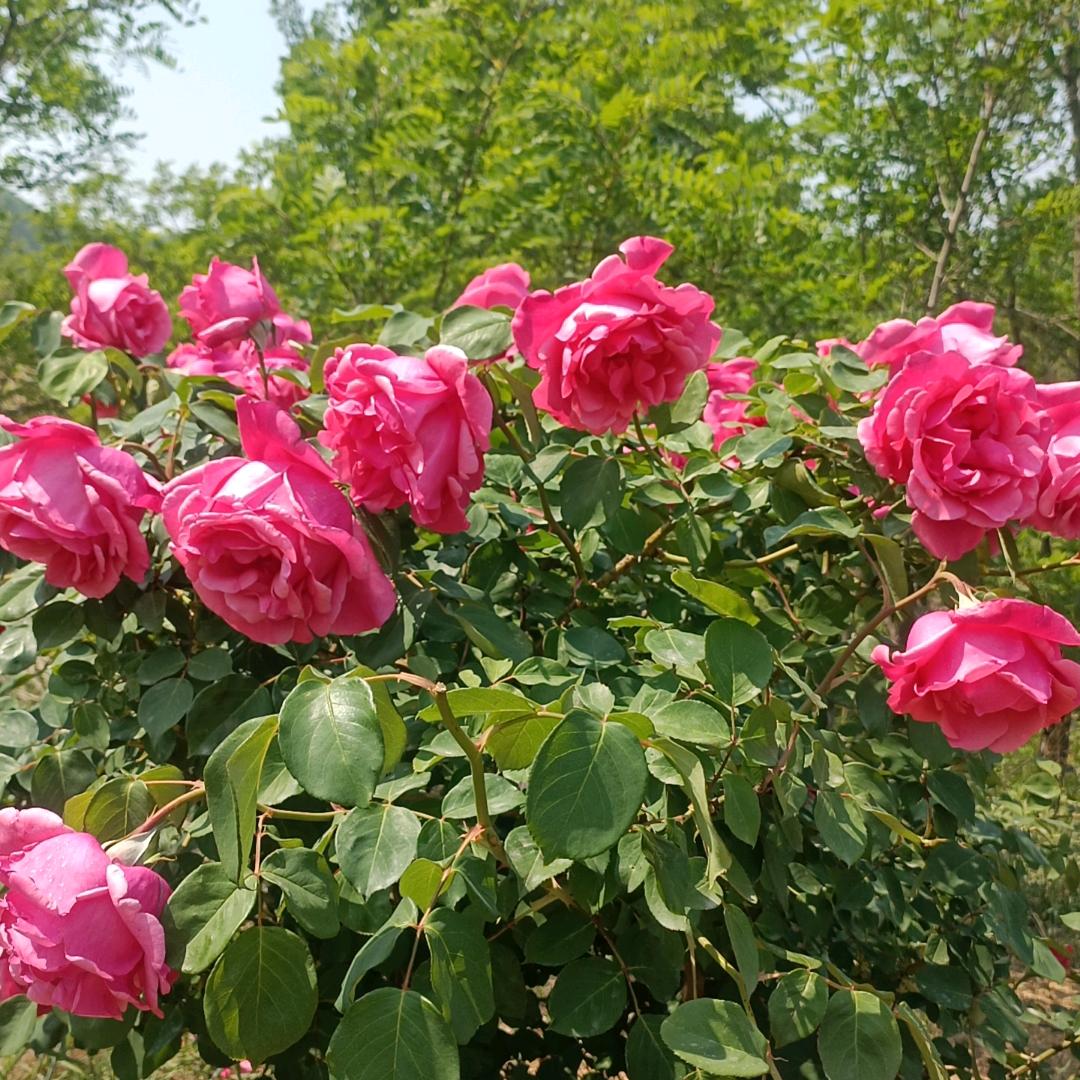 好运花常在