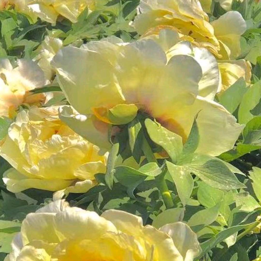 @芳姐🌸南皮华艺窗帘家纺城
