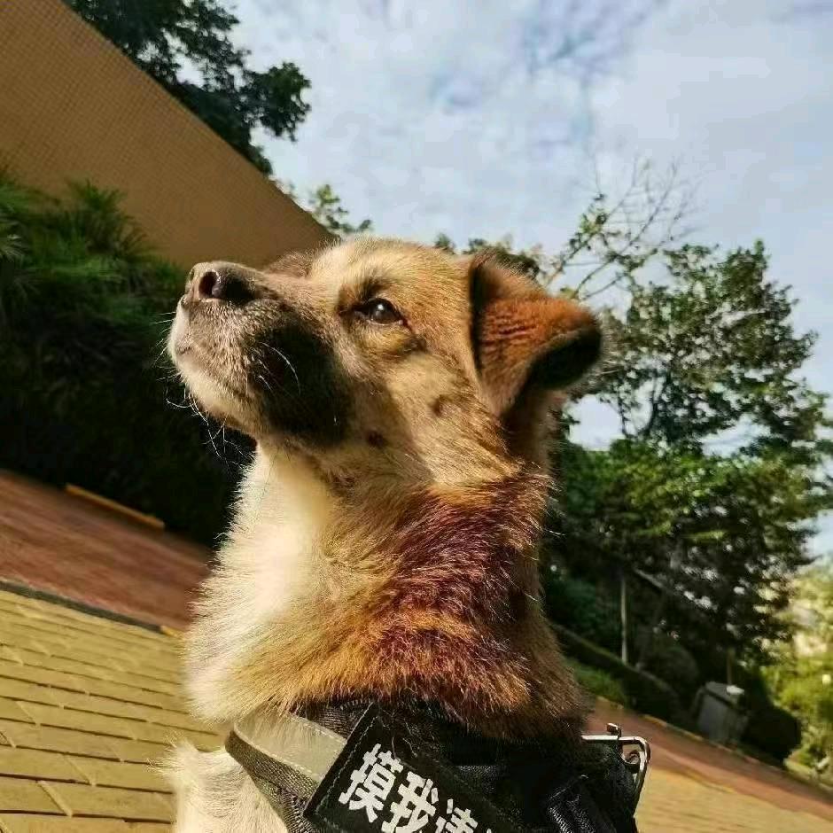 成都租房 (帮粉丝就近安排合适的房间)