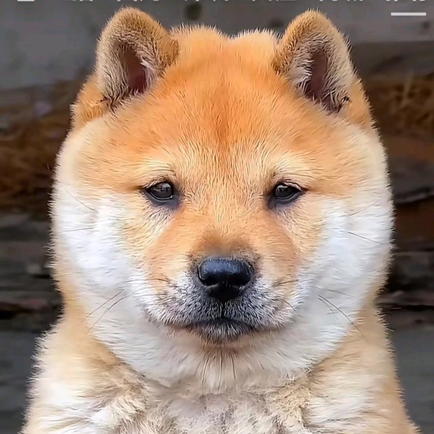 苏仕光