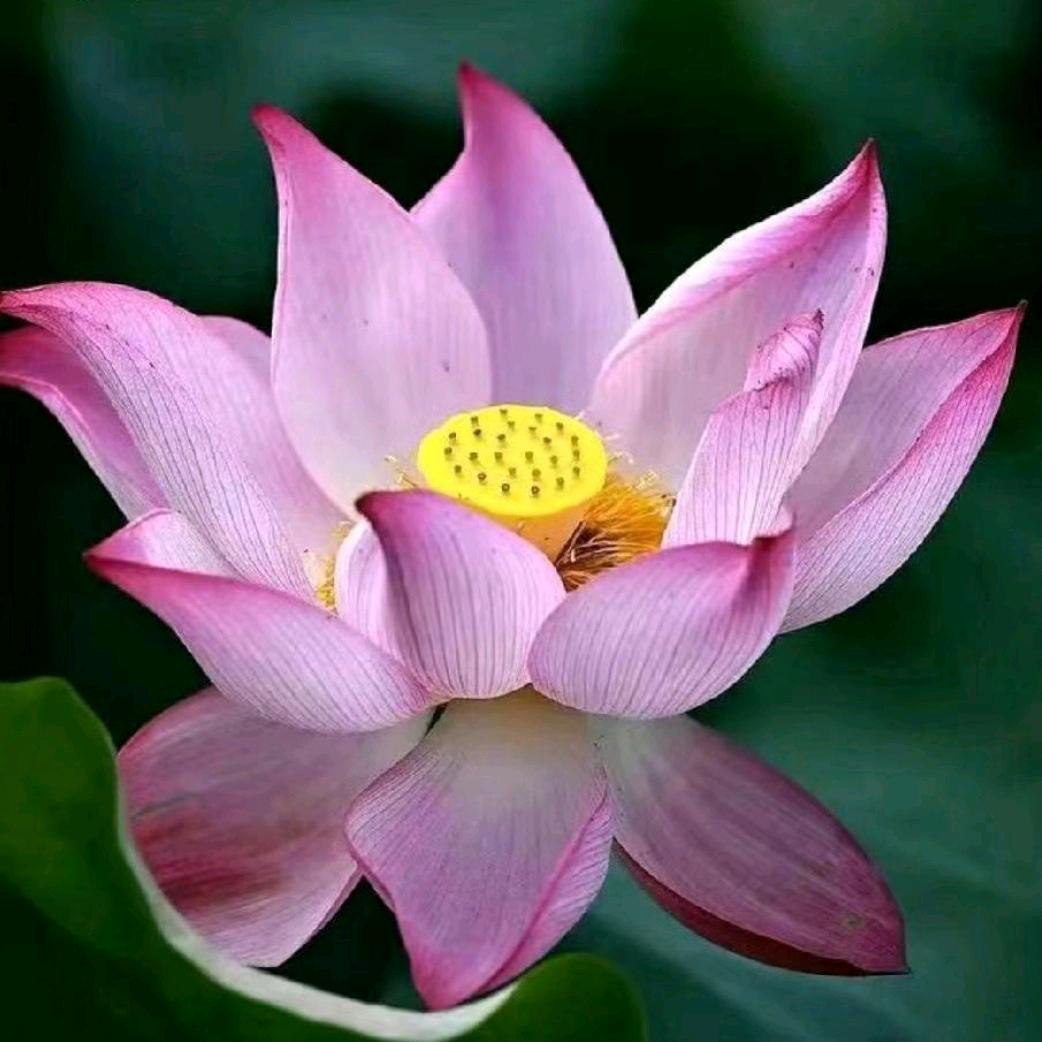 菩提阁1