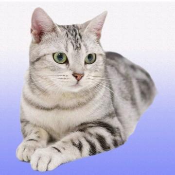 多空猫