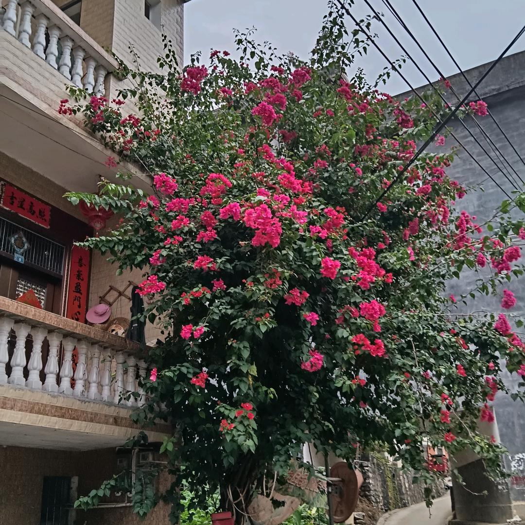 爱发抖音的广西哥