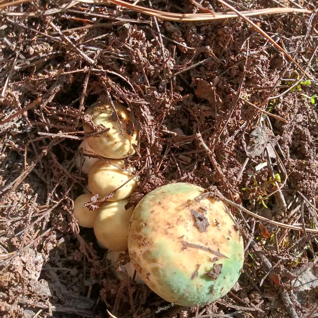 菌子妹