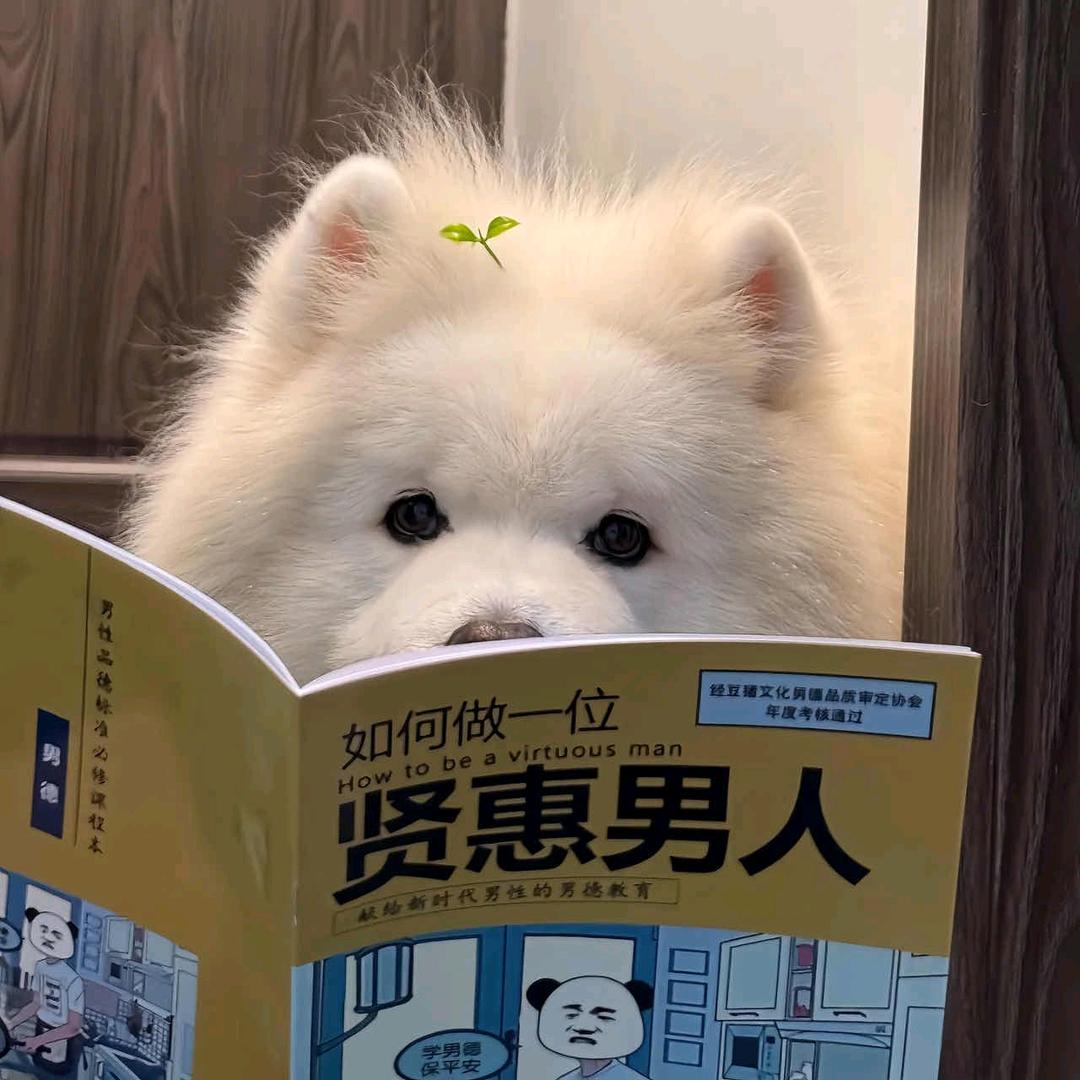 𝙎𝙣𝙤𝙤𝙠𝙚𝙧 🇨🇳