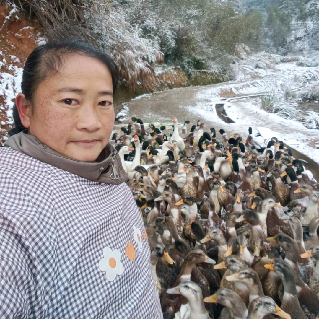 土桥养鸭子      自养自销