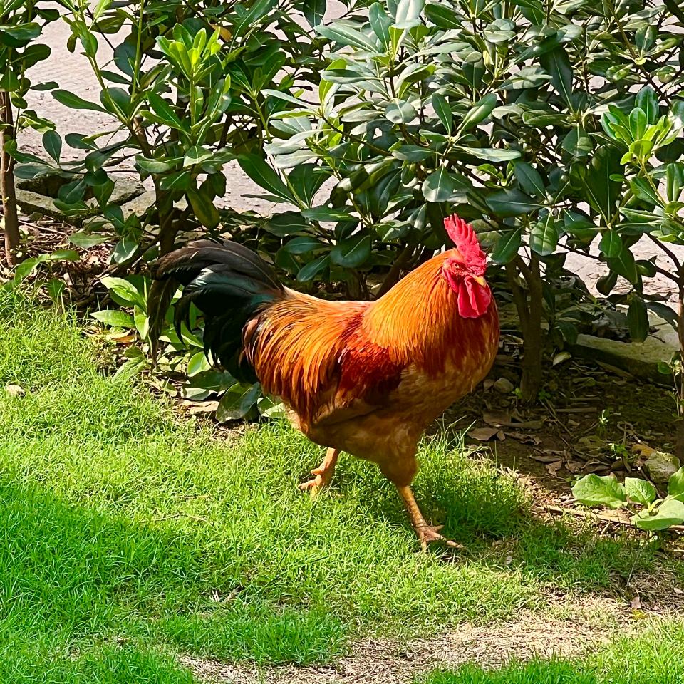 王姐聊养鸡