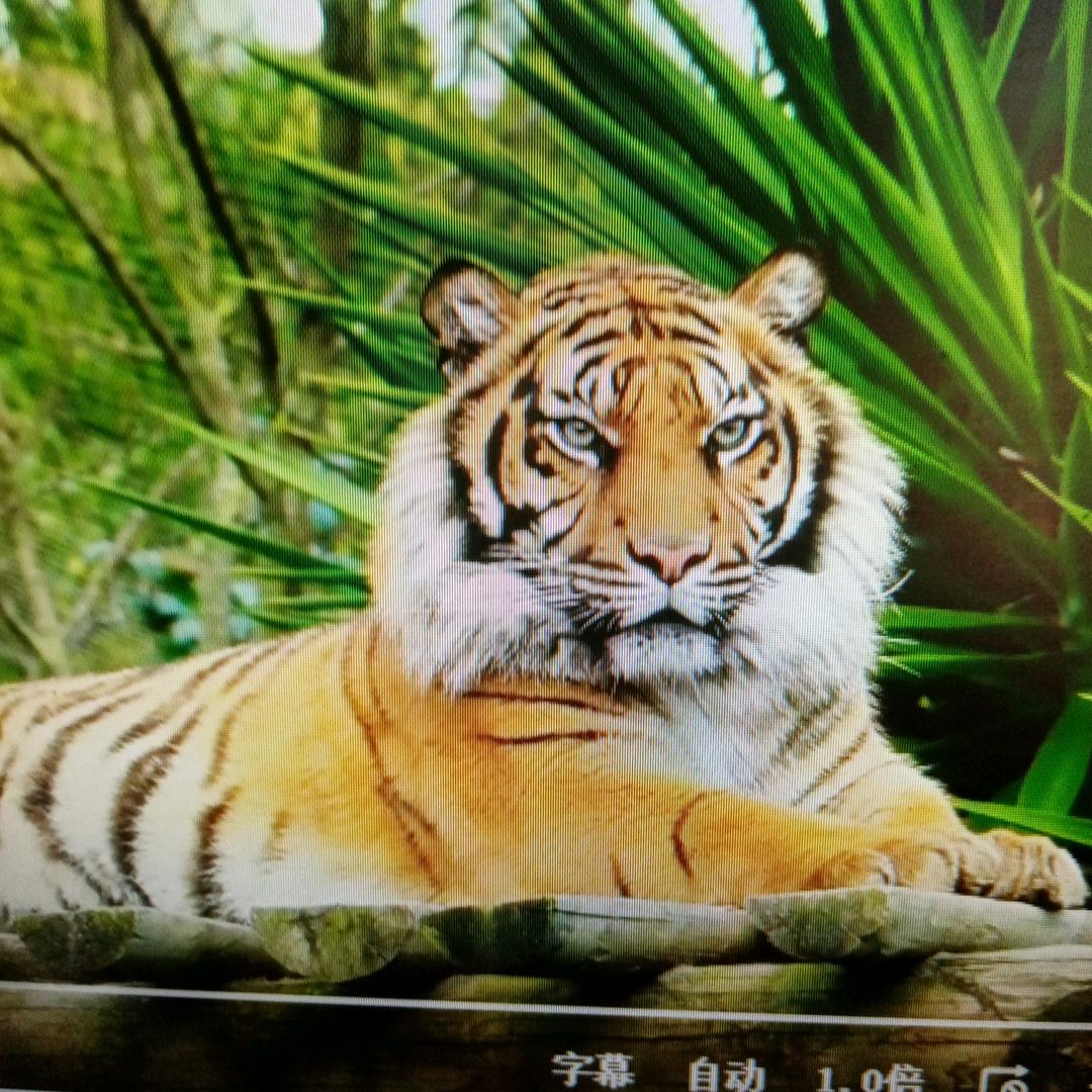 丽虎50