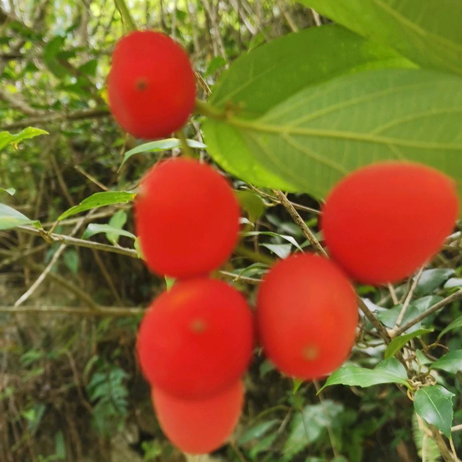 余生重振