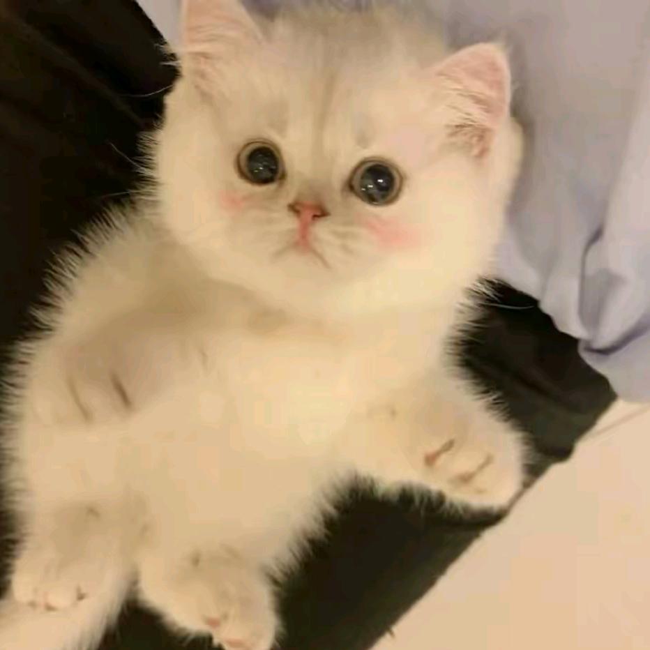 铛铛猫