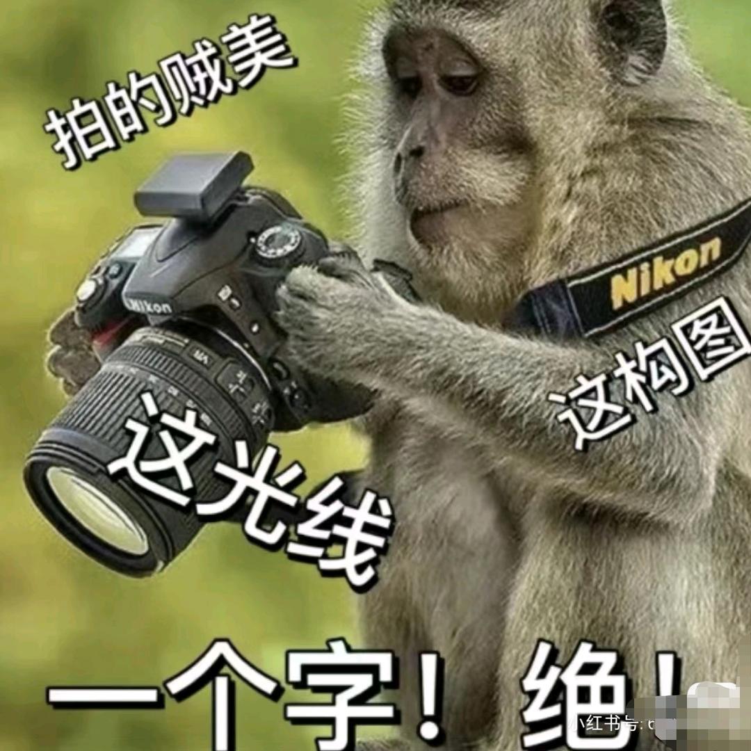 悲观的粽子