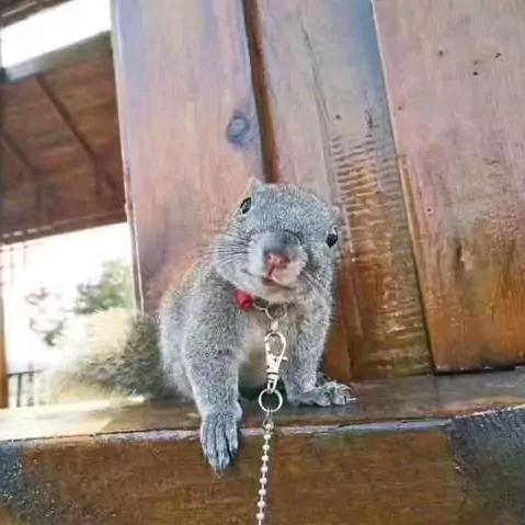 宠物松鼠养殖龙猫养殖