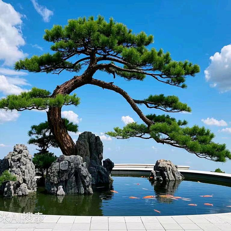 御鸿锦黑松院一颗也是批发价